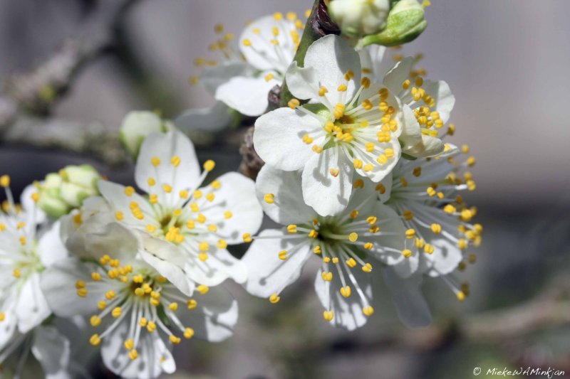 Plum blossoms