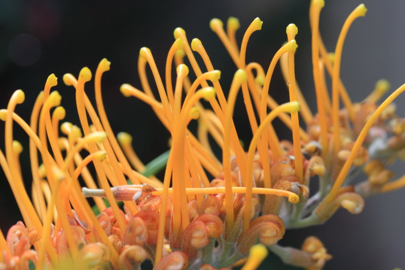 Grevillea Honey Gem