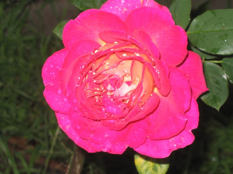 3 may, the evolutiuon of a rose