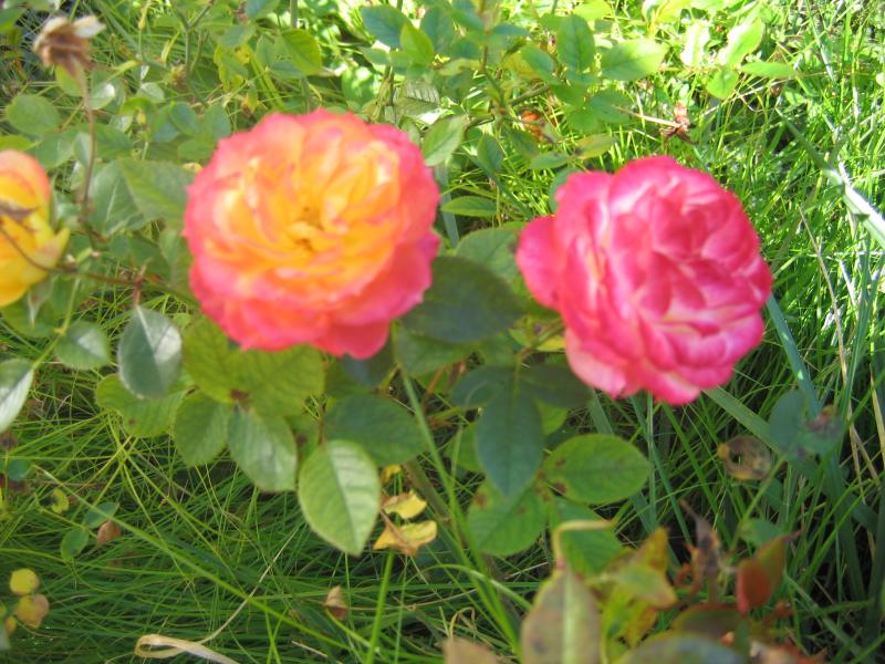 Double colour