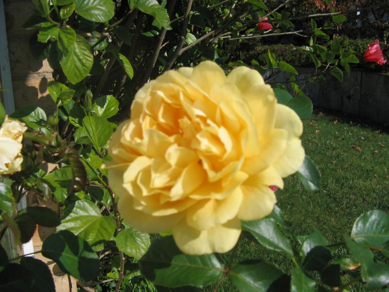 yellow rose