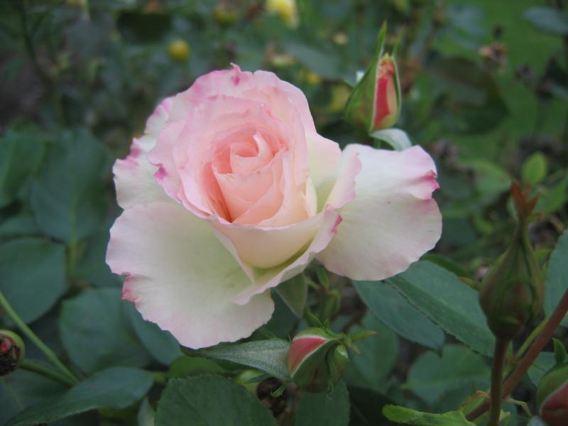 Pink rose coming out