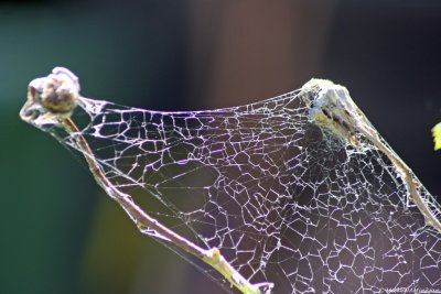 Spiderweb II