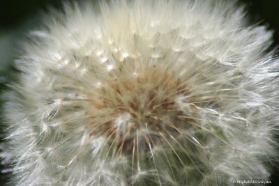 The softness of a dandelion