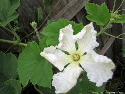 Flower of asian melon