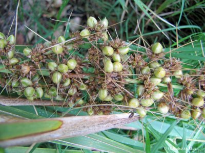 Seed pods I