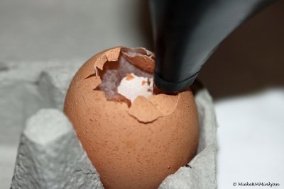 Egg day