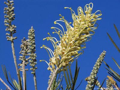 Moonlight Grevillea