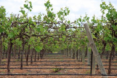 Vineyard landscape