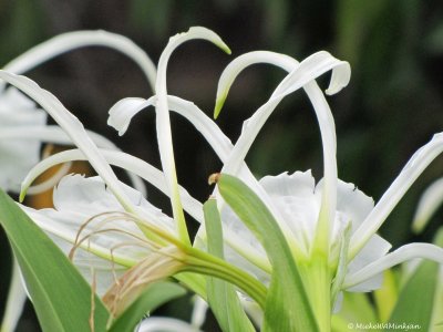 Spider lily