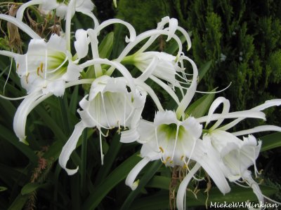 Spider lilies
