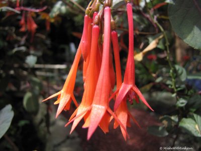 Fuchsia triphylla or Bell flowers