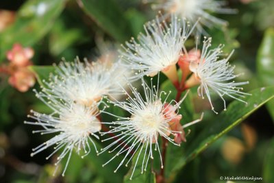 Syzygium australe