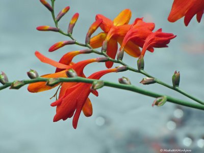 Dierama fairy wand flower