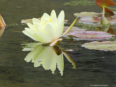 Water lily