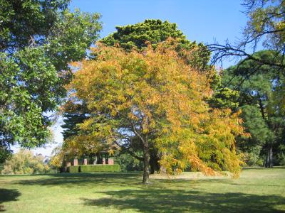 25 april 2006 Autumn tree