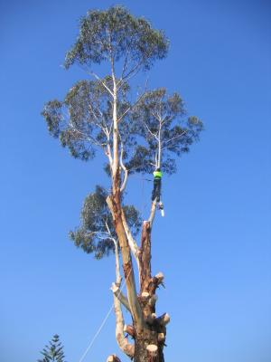 27 april 2006 The end of a Tasmanian Blue Gum Tree