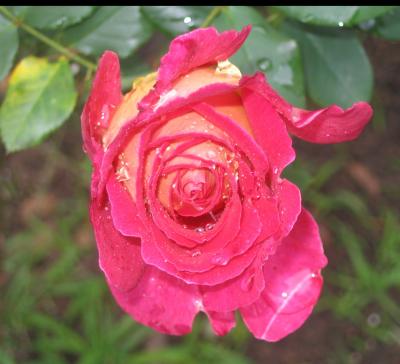 1 may rose.jpg International labours day