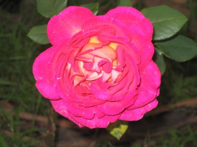 4 may, the evolution of a rose 2