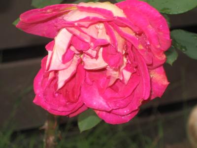 6 may the degeneration of a rose