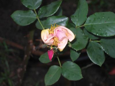 7 may After the storm, the degeneration of a rose