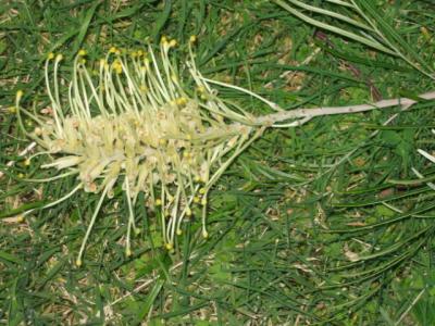 8 may Sunshine Grevillia