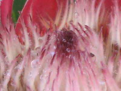 9 may Protea drops