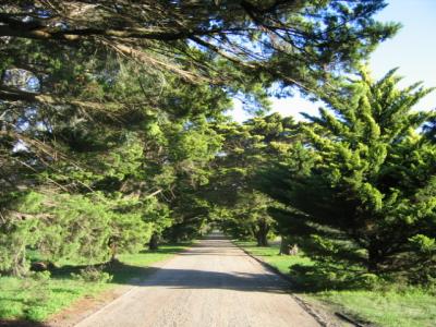 20 may A cypress alley in Braeside Park