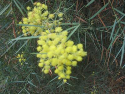 23 may wattle