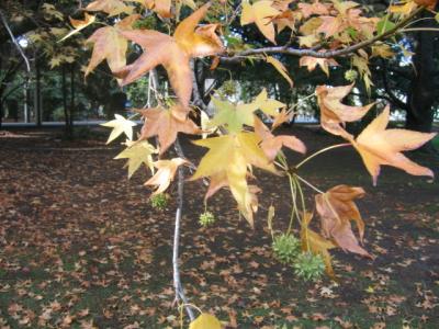 27 may Autumn tree