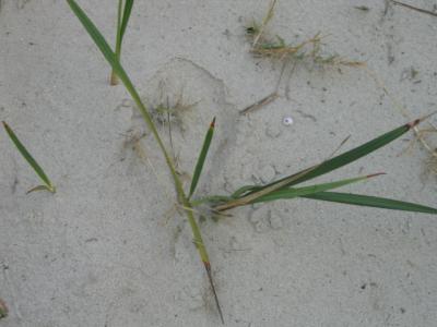 29 may sand dune flora