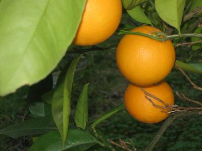 7 june oranges