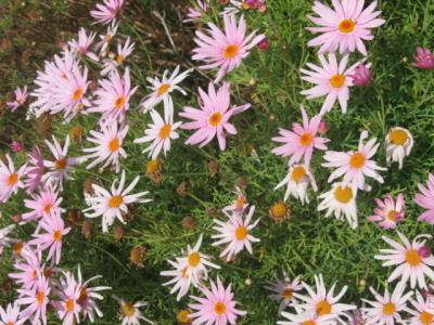 8 june Australian daisies