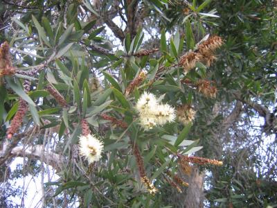 14 june flowering gumtree