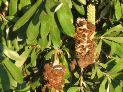 19 june Banksia seed and flower