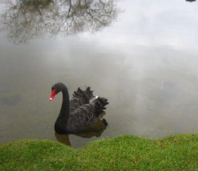 black swan