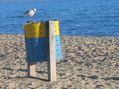 25 june Seagull at Edithvale beach