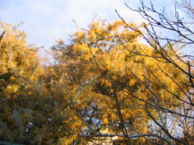 28 june wattle tree in winter sunset