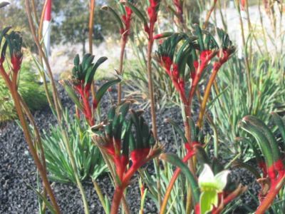 6 july Kangaroo Paws