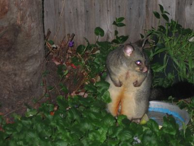 13 july Possum eating apple