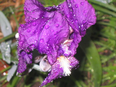 15 july Australian iris