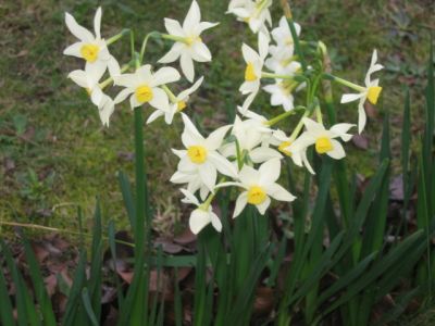 18 july Flowering daffodils