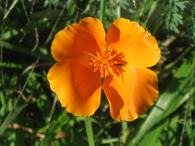 20 july Golden anemone