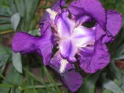 22 july Beautiful Iris