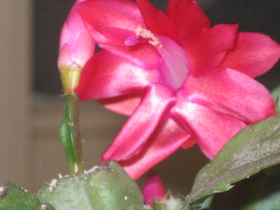 24 july flowering cactus
