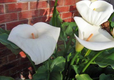 13 august Spathiphyllums