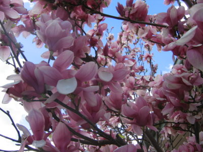 17 august A whole bunch of magnolias