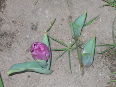 18 august A sad Dutch-Australian Tulip