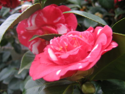 19 august Red-White Camellia