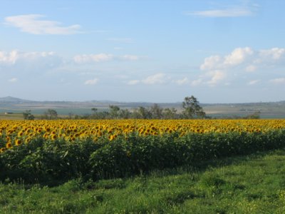 sunflowers field in the Darling Downs